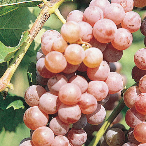 Canadice Seedless Grape